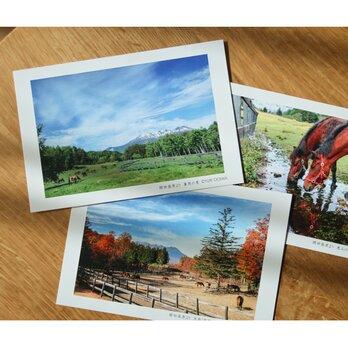 木曽馬ポストカード　グリーンシーズンセット