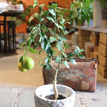 実付き♡レモンの木　＜サイパンレモン ＞D 鉢付