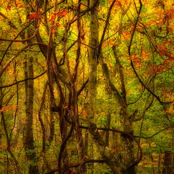 燃えたつ秋［6］【風景写真・おしゃれなポスターアート インテリア】