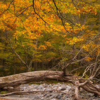 燃えたつ秋［7］【風景写真・おしゃれなポスターアート インテリア】