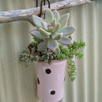 多肉植物 桜牡丹のピンクカラーのリメ缶の寄せ植え
