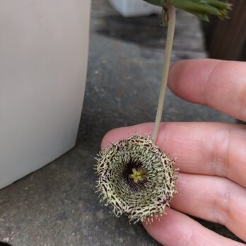 ガガイモ　フェルニア　ヒストリクス　1本　カット苗