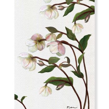 グリーティングカード　クリスマスローズ2024