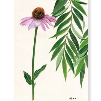 ポストカード　エキナセア（２枚組）