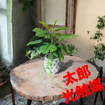 光触媒　人工観葉植物　ウォールグリーン　フェイクグリーン　モンステラとエンジェル