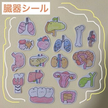 臓器シール　医療学生　看護学生　解剖　臓器　クエスチョンバンク　国家試験