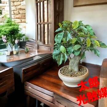 光触媒　人工観葉植物　ウォールグリーン　フェイクグリーン　盆栽ベンジャミン