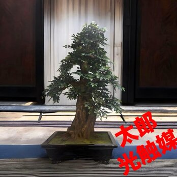 光触媒　人工観葉植物　ウォールグリーン　フェイクグリーン　盆栽　けやき　欅