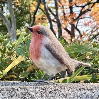 ヨーロッパコマドリ　左傾