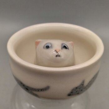 ぐいねこ　しろ