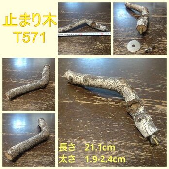止まり木（枝：TOY-08-015）T571
