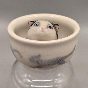 ぐいねこ　しろくろ 1