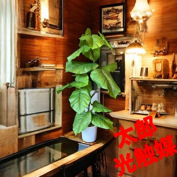 光触媒　人工観葉植物　ウォールグリーン　フェイクグリーン　ウンベラータ２本