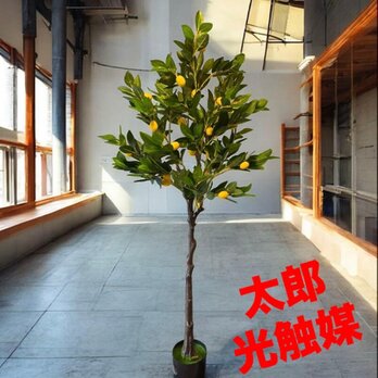 光触媒　人工観葉植物　ウォールグリーン　フェイクグリーン　レモンツリー