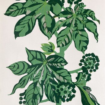 シルクスクリーン版画　ヤツデ