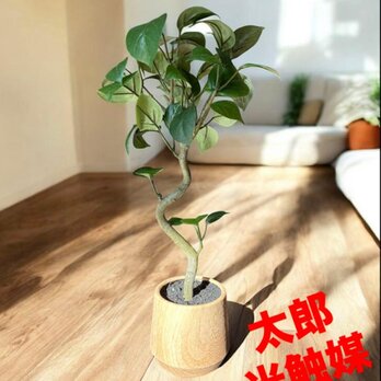 光触媒　人工観葉植物　ウォールグリーン　フェイクグリーン　ガジュマル41woo