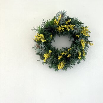 早春. イタリアから春の便り♬  ~ミモザ.ミランドールと針葉樹