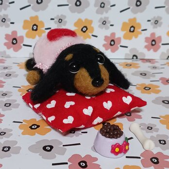 上目遣いのピンク服の可愛いダックス　クッション餌　ホネ付き