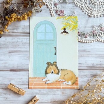 【季節のポストカード3枚セット】「3月　ミモザとコリー」