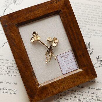 ちいさな植物標本 ブローチ｜オブジェ [クローバー]