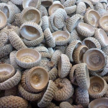 どんぐり（ナラガシワ等うろこ状）の帽子(特大)　10個