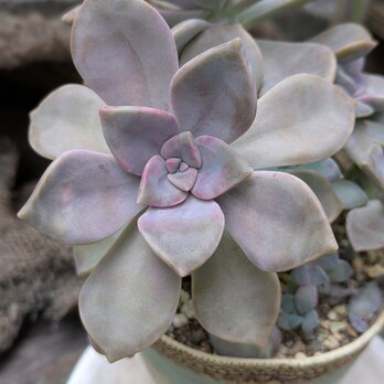 多肉植物　パープルディライト 　カット苗　1つ