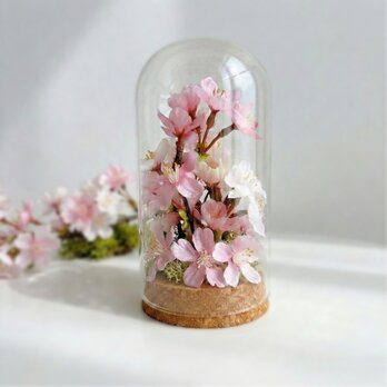 【季節の花】桜のガラスドーム  母の日