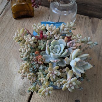 多肉植物 オルペットの寄せ植え