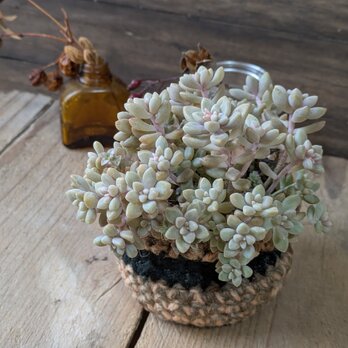多肉植物 姫秀麗のつぶつぶ寄せ