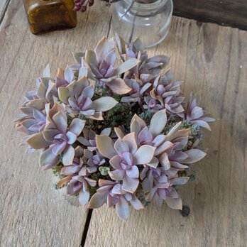 多肉植物 ナチュラルカラーの初恋のリース型リメ缶の寄せ植え