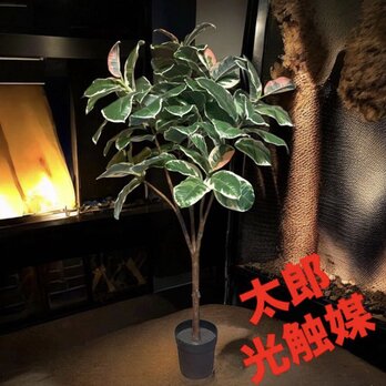 光触媒　人工観葉植物　ウォールグリーン　フェイクグリーン　斑入りゴムの木