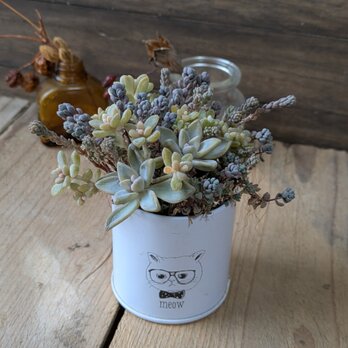 多肉植物 桜牡丹×パープルヘイズの寄せ植え