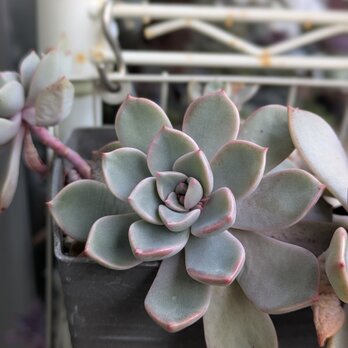 多肉植物　 ピンクプリティ　1つ　カット苗　