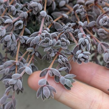 多肉植物　 レモータ　５本　7cm　カット苗