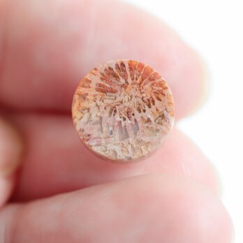 花模様の天然石｜フォッシルコーラル（化石珊瑚）のK14スタッドピアス - Terra