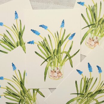 postcard　/　ムスカリ（2枚セット）