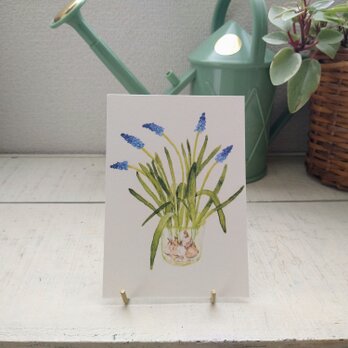 postcard　/　ムスカリ（2枚セット）