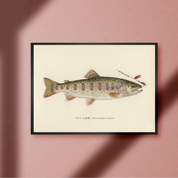 ヤマメ 山女魚トラウト サクラマス ビンテージ ルアーフィッシング 釣り アウトドア ガレージ 雑貨 A4アートポスター