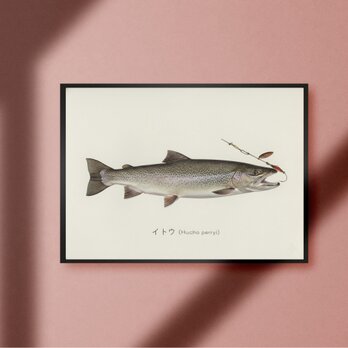 【幻の魚】イトウ トラウト ビンテージ ルアーフィッシング 釣り アウトドア ガレージ 雑貨 A4アートポスターのコピーのコピー