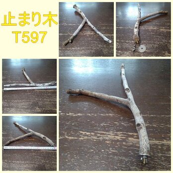 止まり木（枝：TOY-08-015）T597