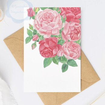 （78）ピンクの薔薇の水彩画　ポストカード　3枚セット