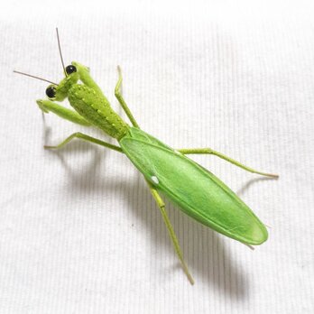 ハラビロカマキリ(メス)のぬいぐるみ