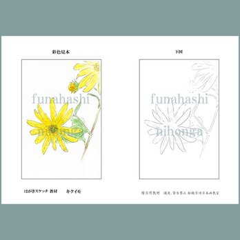 ハガキにスケッチしましょう　キクイモ