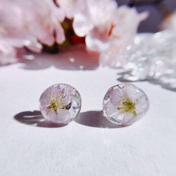 【薄紅の桜】春を告げる啓翁桜のピアス　サージカルステンレス　金属アレルギー対応
