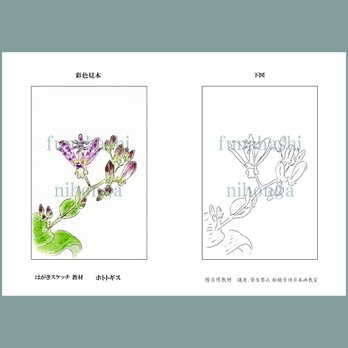 ハガキにスケッチしましょう　ホトトギス