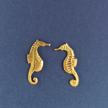 タツノオトシゴ