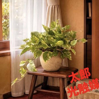 光触媒　人工観葉植物　ウォールグリーン　フェイクグリーン　ポトス