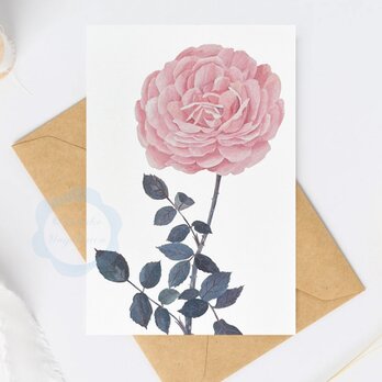 （80）オールドローズ一輪　ポストカード　3枚セット