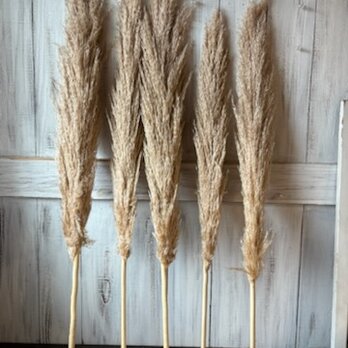 SALE★在庫入れ替えセール パンパスグラスもふもふタイプ5本セット  ドライフラワー花材
