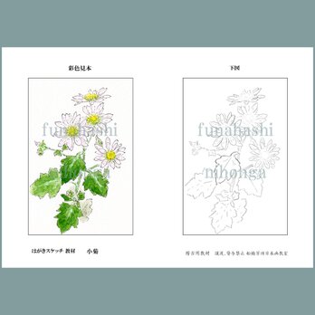 ハガキにスケッチしましょう　小菊